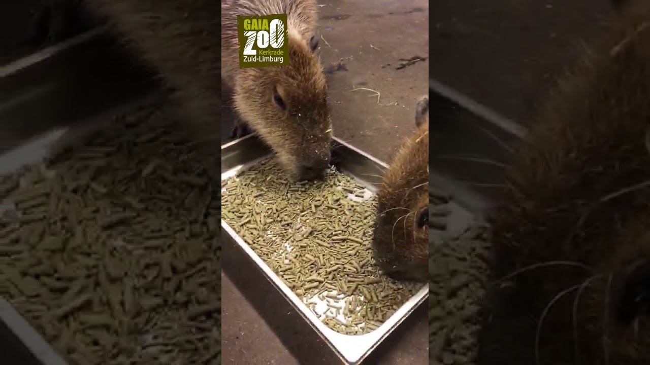 GaiaZOO Video-Update: de capibara's krijgen hun voer