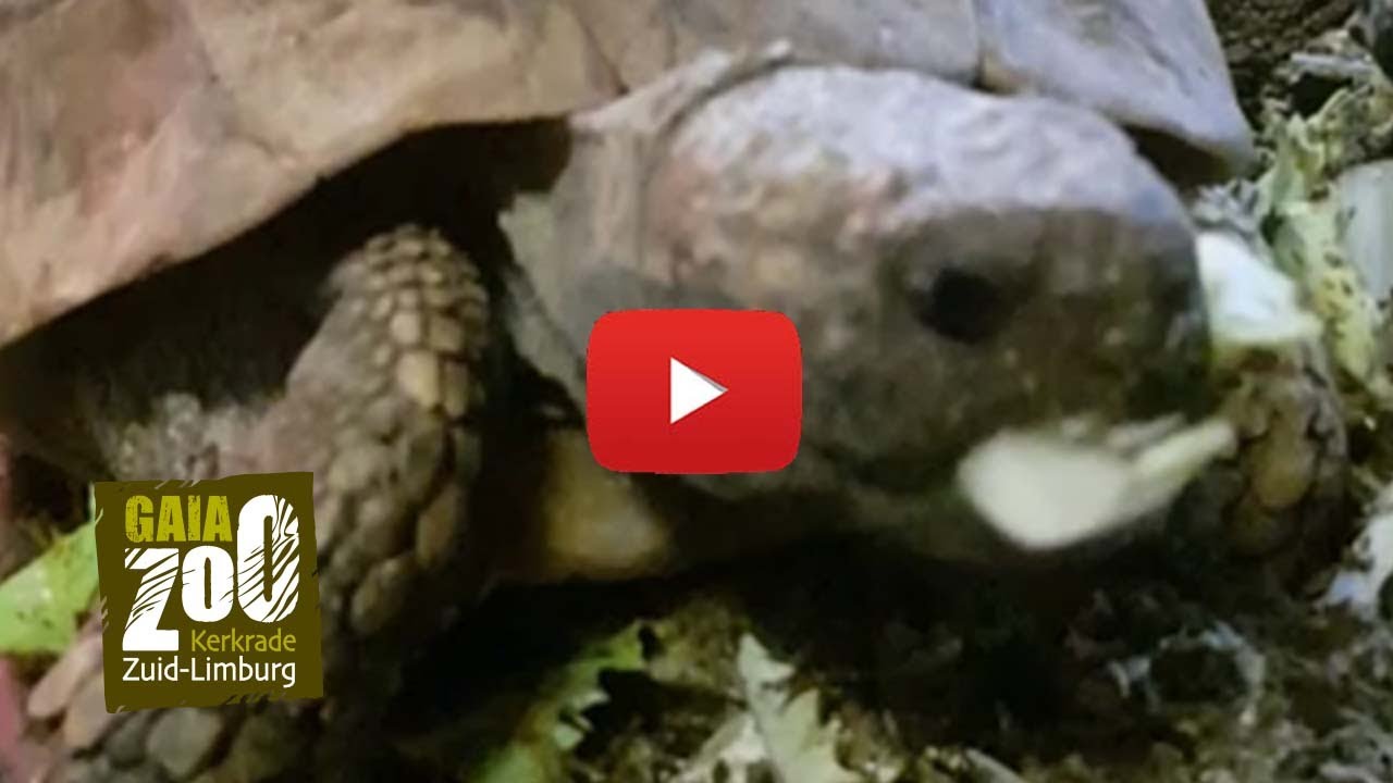 GaiaZOO Video-Update: de Griekse landschildpadden worden gevoerd