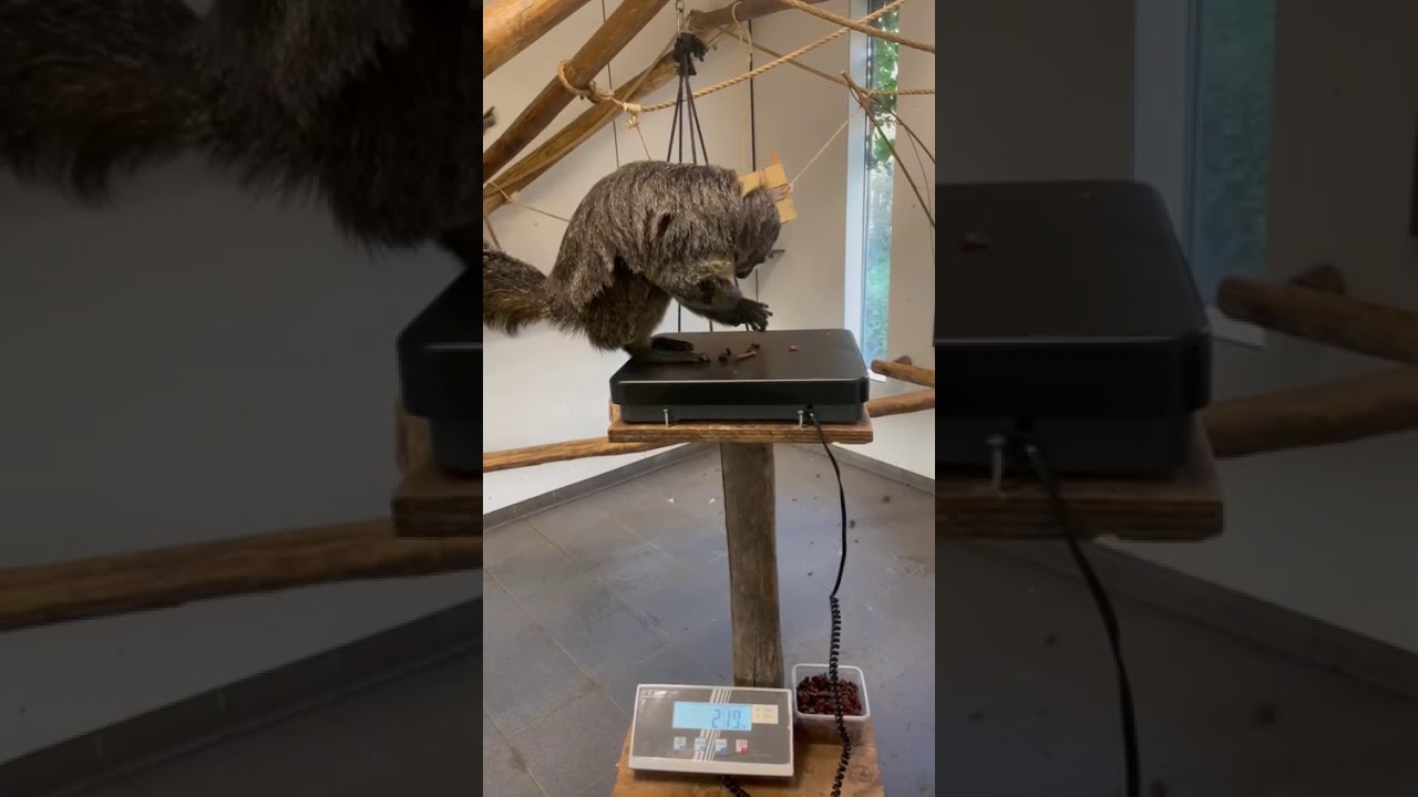 GaiaZOO Video-Update: hoe wordt het gewicht van een aap bijgehouden?
