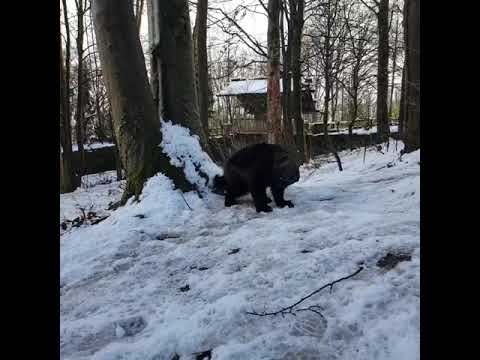 GaiaZOO Video-Update: veelvraat in de sneeuw