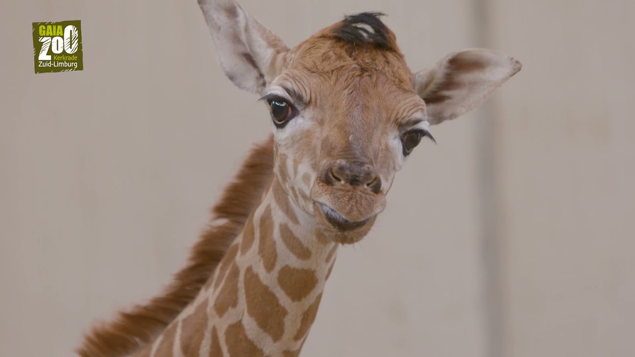 GaiaZOO – Heuglijk geboortenieuws: er is een giraffe geboren!